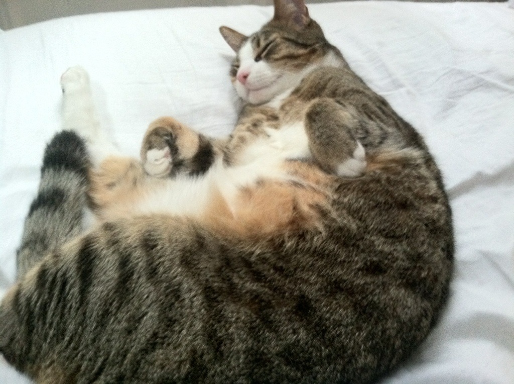 AYX官网-体育新闻中心开展体育短视频内容创作培训，如何创新体育短视频