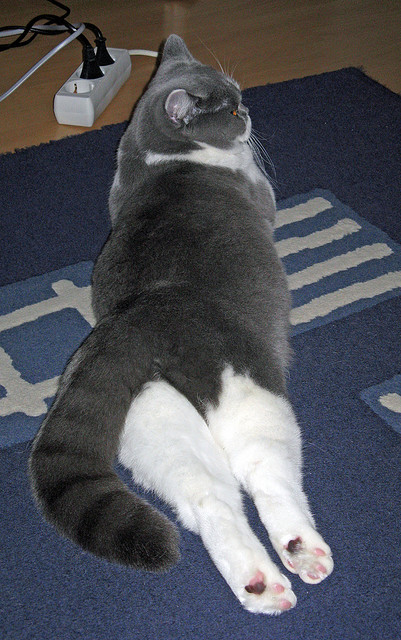 爱游戏在线登录入口-边后卫传中落点分布是否影响锋线站位策略，边后卫的战术打法