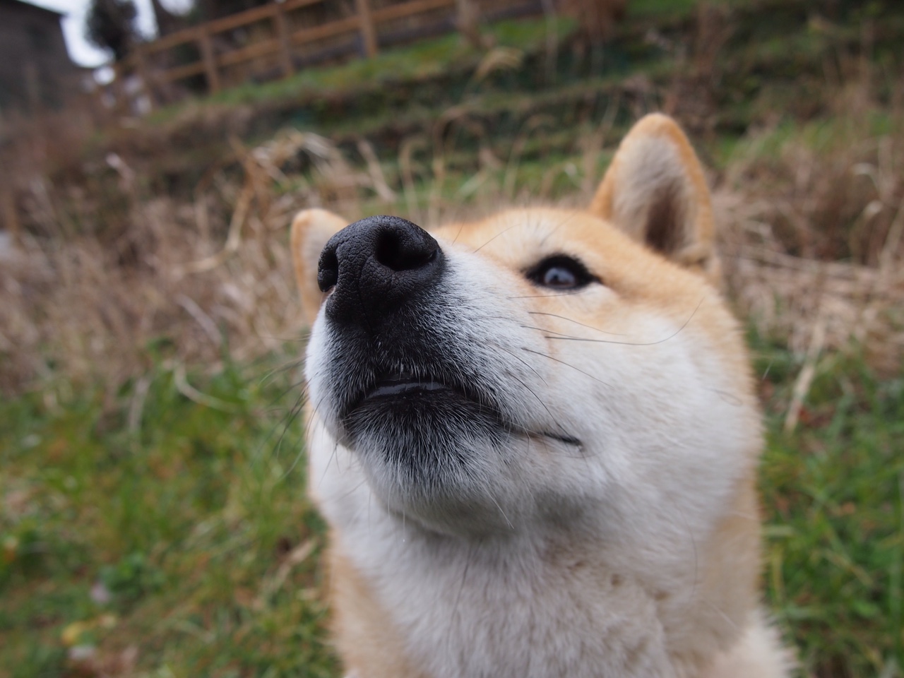 2026世界杯：新一代智能球员装备引发行业革命，2026世界足球杯