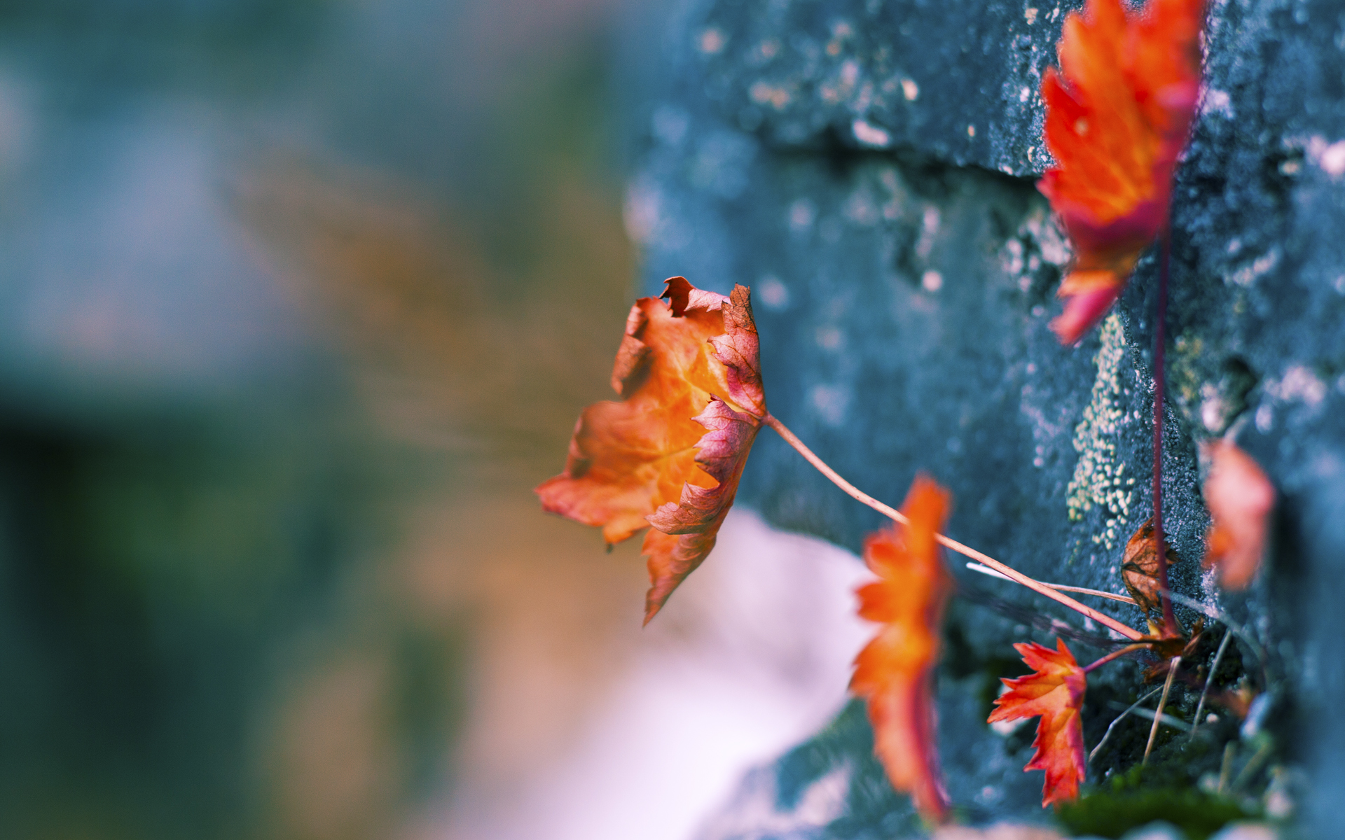 “马科斯·梅特罗的强悍防守与精准传球,带领阿根廷美洲狮队取得新突破”