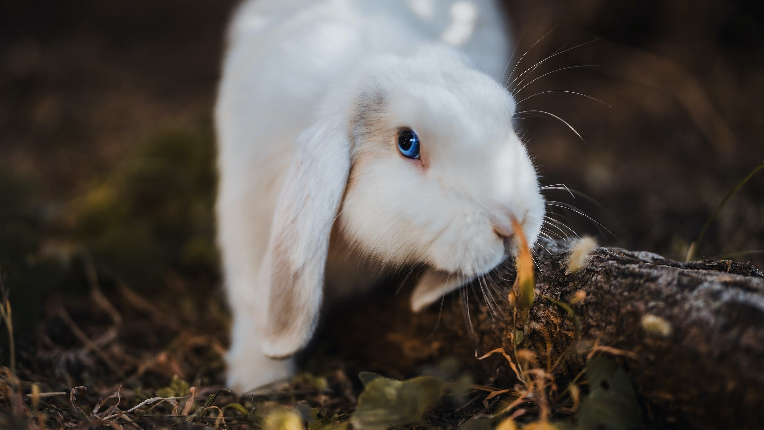美洲杯天王表现:逆天操作让人惊叹,美洲杯得分王