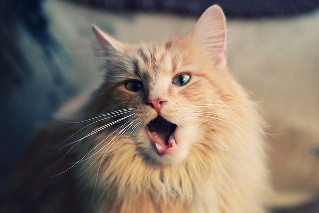 菲律宾球迷文化吸睛,赛事转播收视攀升,菲律宾海外球员