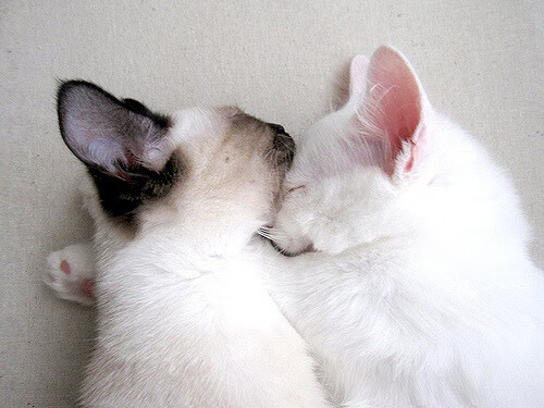 赞比亚男篮在非洲锦标赛中夺冠，开启体育崛起新篇章，非洲杯冠军赞比亚