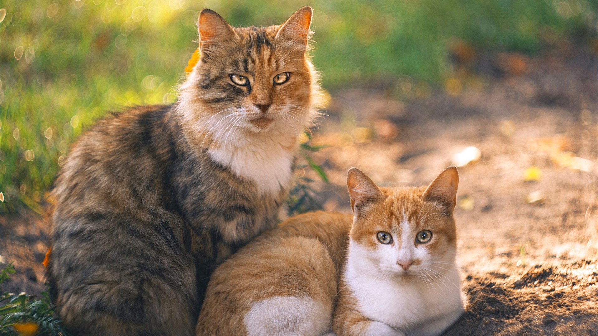 阿莱克西蝶泳决赛表现近乎零失误，阿莱克西亚唱的歌