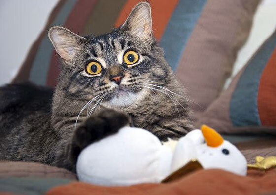 AYX体育官网-青少年足球数字训练系统助力个性化成长，训练效果显著提升，青少年足球训练app